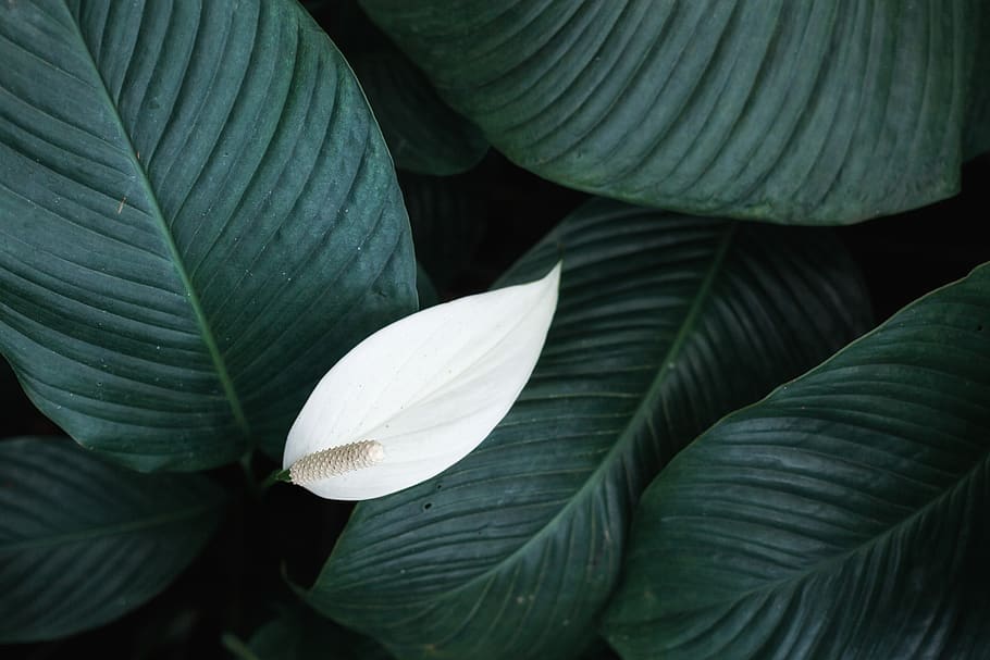 HD wallpaper: white peace lily flower, leaf, plant part, close-up ...