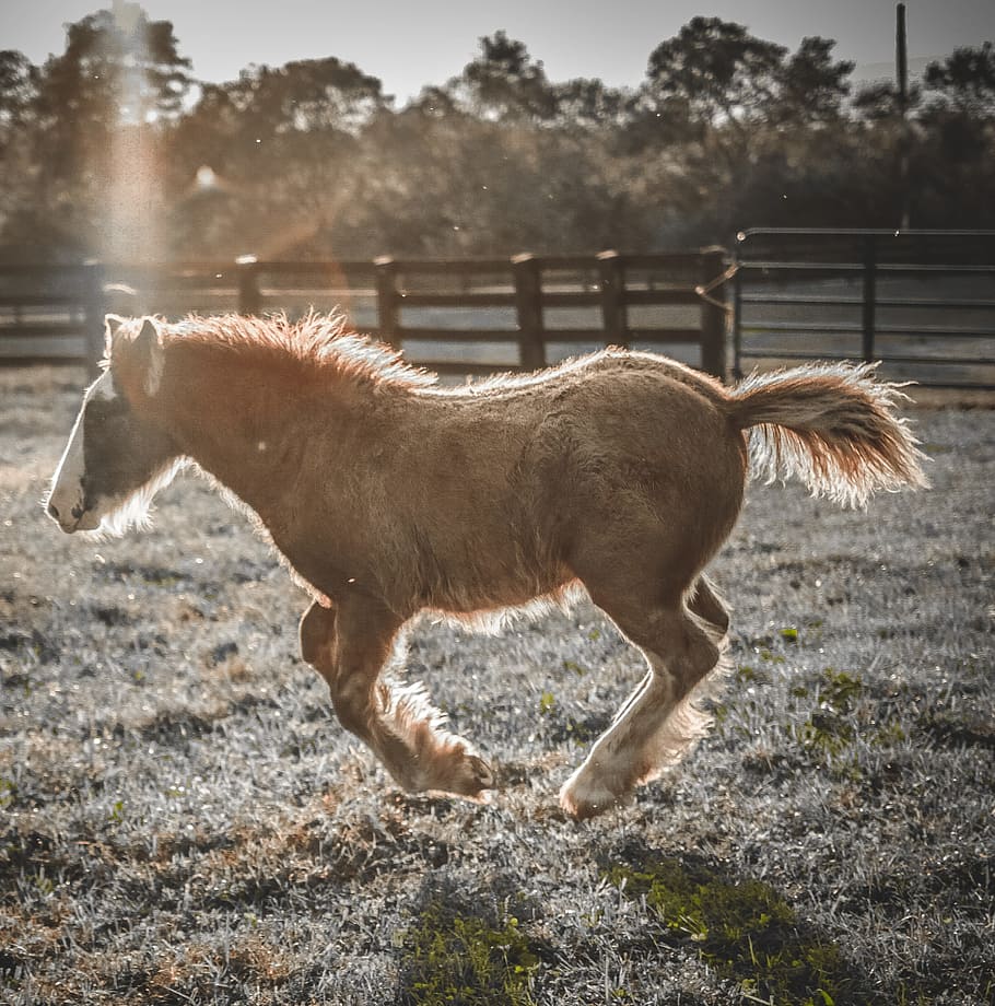 Brown Horse Running, animal, cavalry, daylight, equestrian, equine HD wallpaper