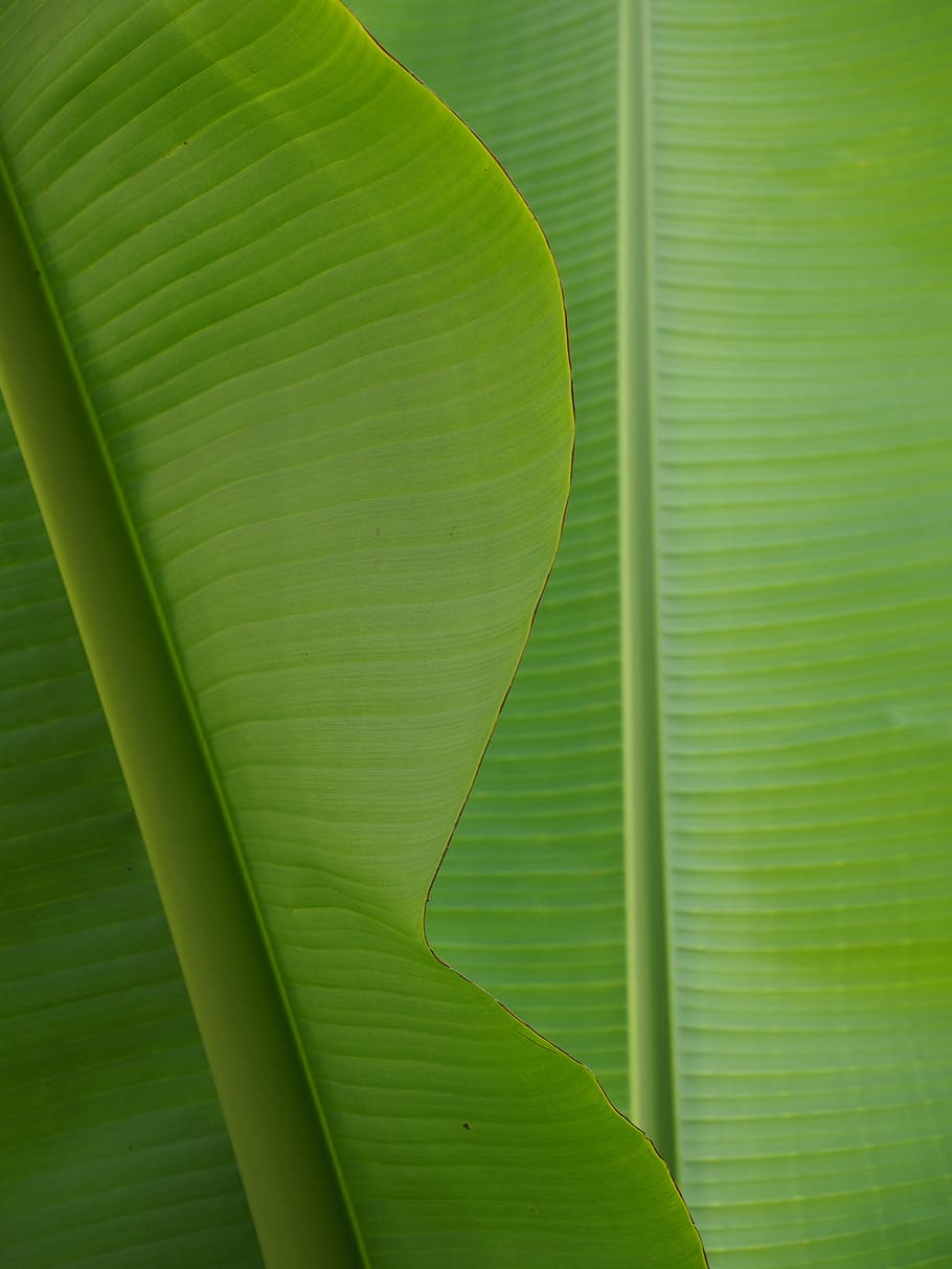 HD wallpaper: banana leaf, green, exotic, green color, plant part, growth |  Wallpaper Flare