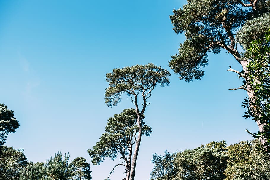 Tall trees. Высокие деревья небо. Высокие скалистые покрытые сосны джунглей. Семья сосны. Семейные фото в соснах.