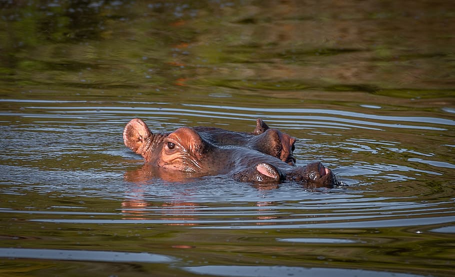 hippo, water, head, close up, look out, hippopotamus, mammal, HD wallpaper