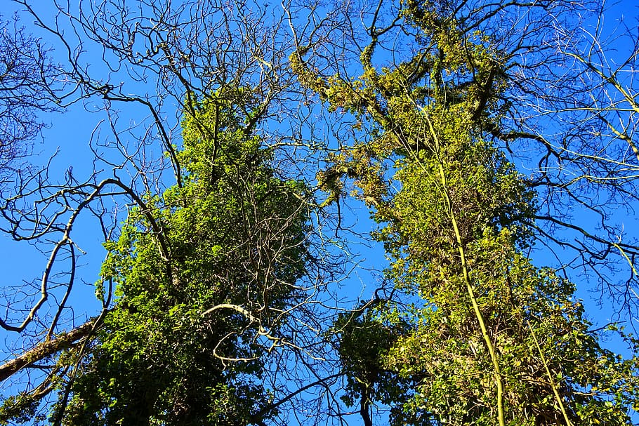 tree, trunk, branch, ivy, ivy grown tree, vine, creeper, plant HD wallpaper