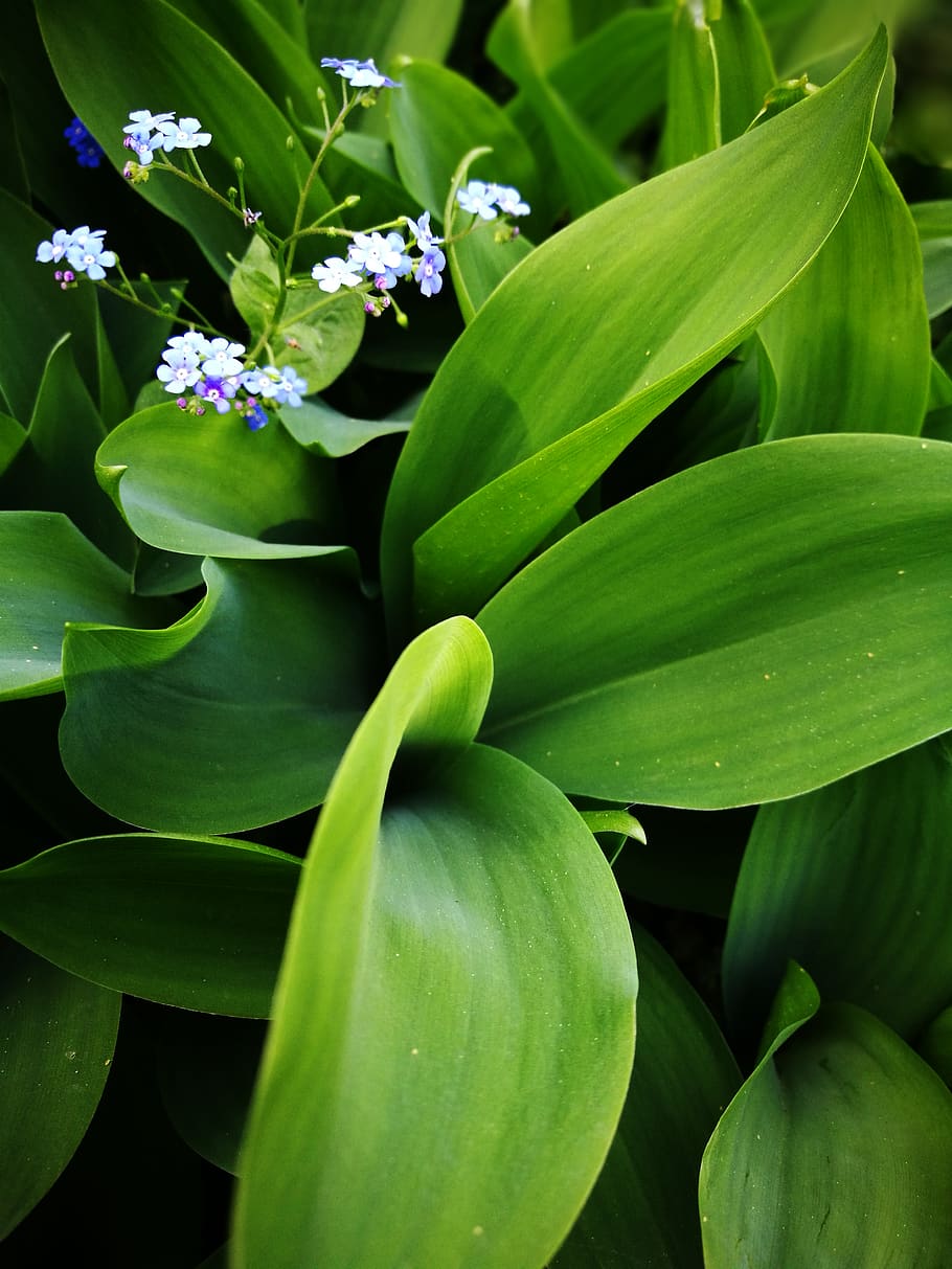 romania, bucharest, green, blue, plants, leaves, green color HD wallpaper