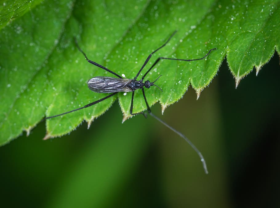 Selective Focus Photography Of Black Insect On Green Leaf, bug HD wallpaper