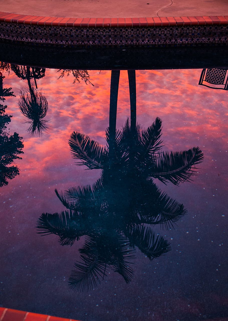 palm tree, reflection, pool, travel, red, sunset, sky, water HD wallpaper