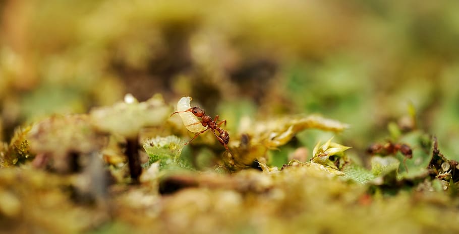 nature, leaf, close up, ant, egg, ant egg, carry away, garden HD wallpaper