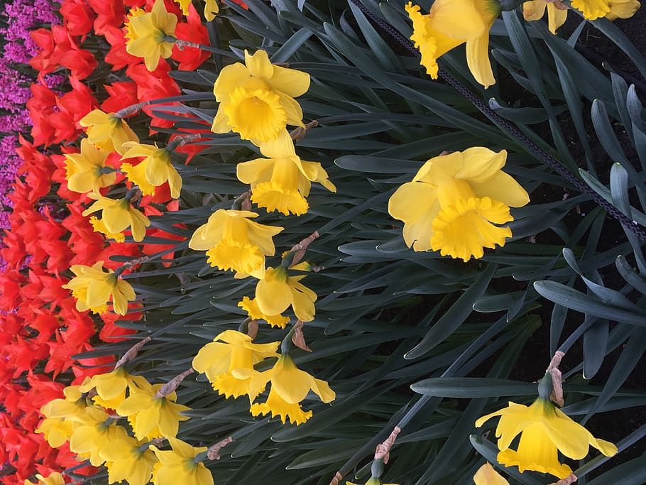 netherlands, lisse, keukenhof, yellow, flower, flowering plant HD wallpaper