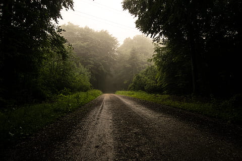 empty pathway surrounded by trees during daytime, road, dirt road HD wallpaper