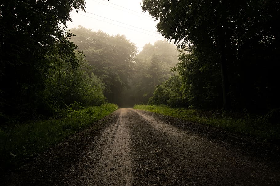 empty pathway surrounded by trees during daytime, road, dirt road HD wallpaper
