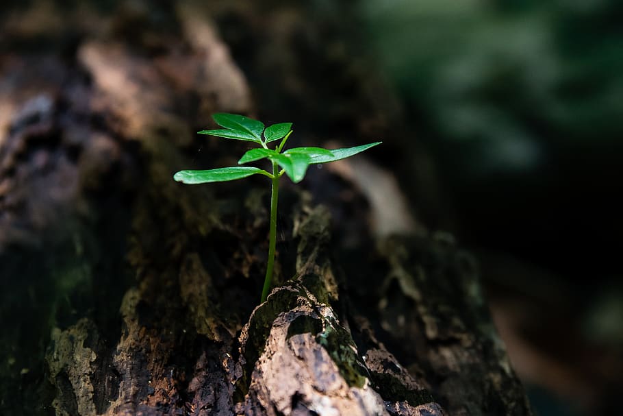 Selective Focus Photo of Green Plant Seedling on Tree Trunk, close-up HD wallpaper