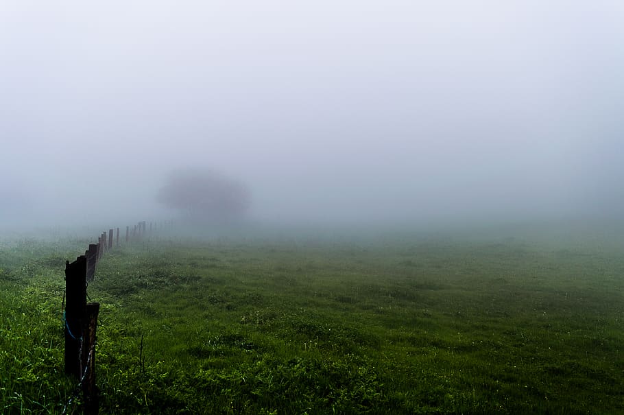 fog, fence, grass, landscape, environment, plant, tranquility HD wallpaper