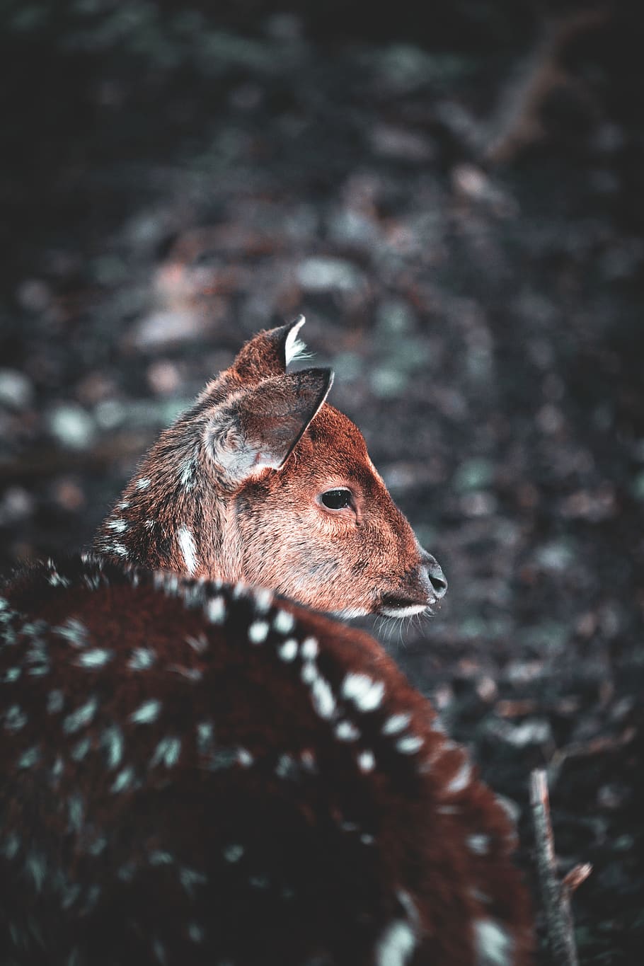 brown deer, wildlife, animal, mammal, elk, mood, nature, winter HD wallpaper