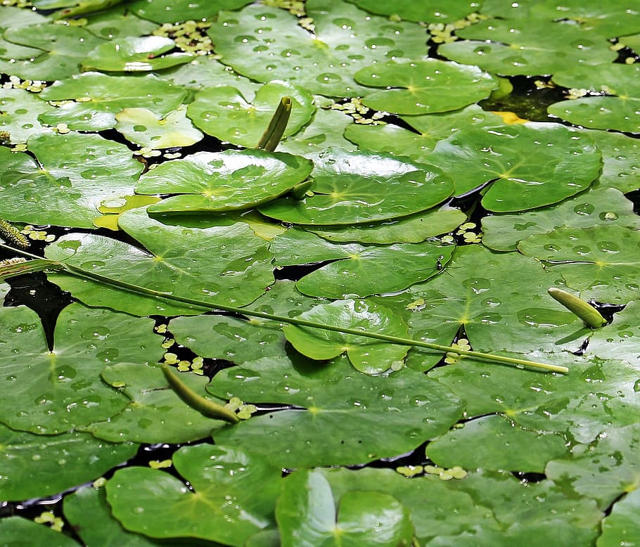 pad, lily, pond, fresh, leave, leaf, green, nature, plant part HD wallpaper
