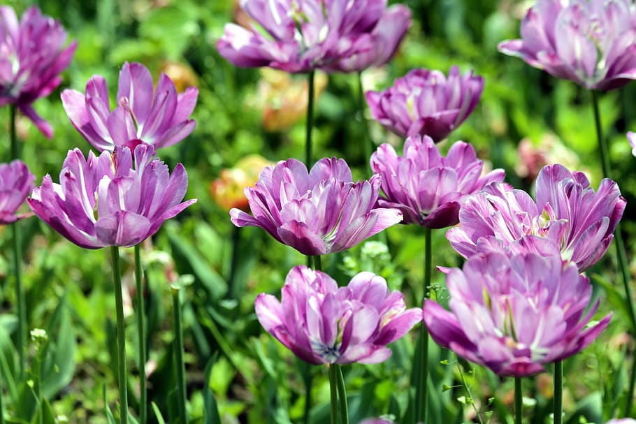 tulips, flowers, spring, nature, bloom, garden, park, bright colors HD wallpaper