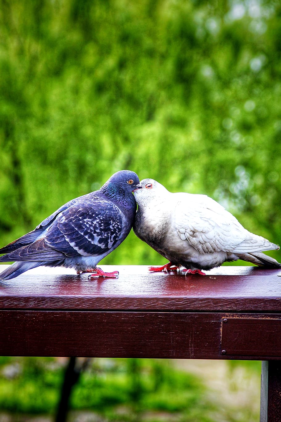 bird, animal, dove, pigeon, nopeople, wallpaper, background, HD wallpaper