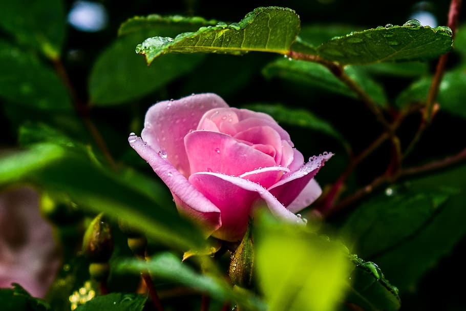 rosa, flower, spring, flowering, nature, beauty in nature, plant HD wallpaper
