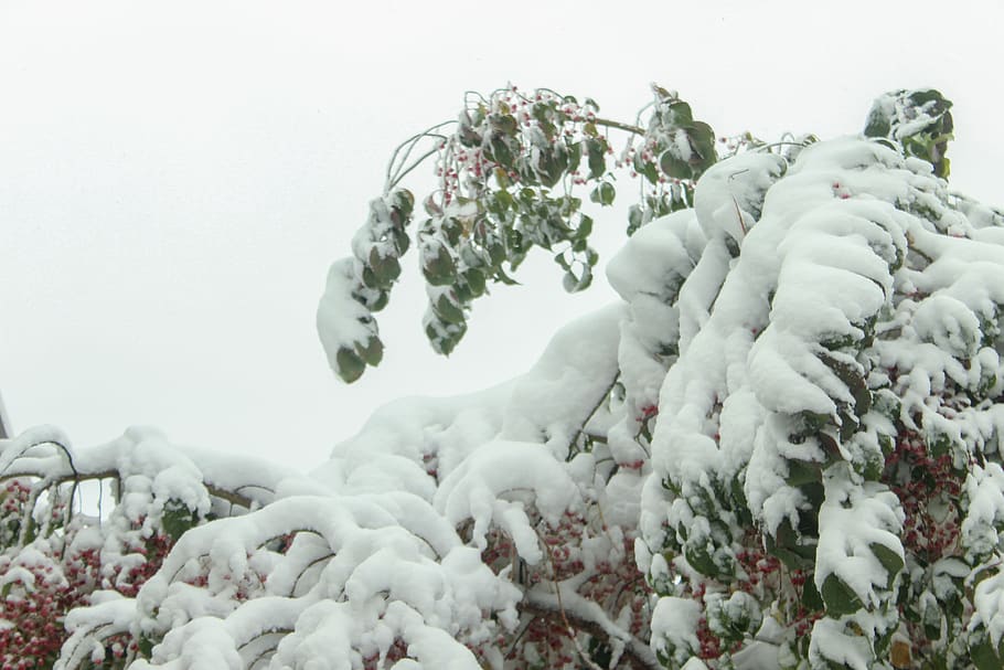 snow, winter, trees, white, branches, cold temperature, plant HD wallpaper