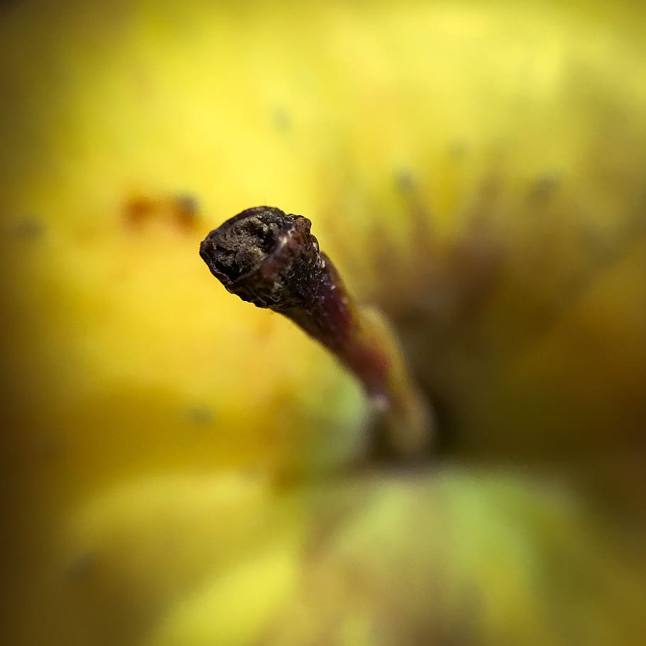 apple, petiole, fruit, yellow, one animal, animal themes, animal wildlife HD wallpaper