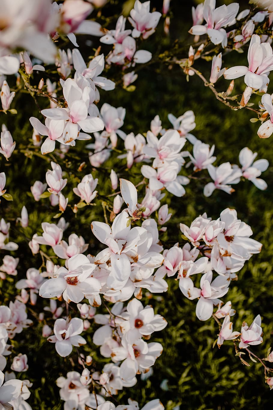 Magnolia tree in bloom, flowers, garden, lovely, floral, pink, HD wallpaper