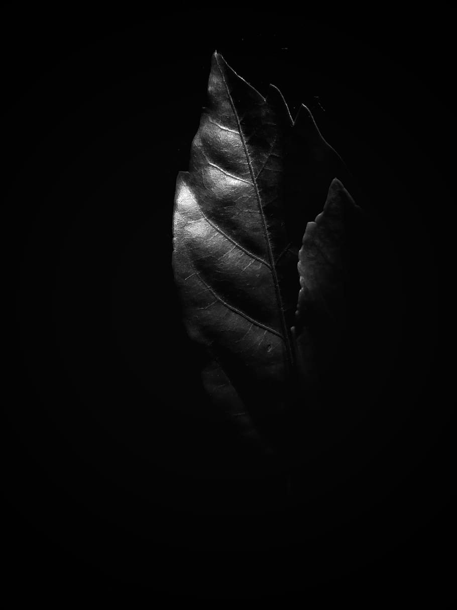 veins, leaf, plant, skin, photography, flower, blossom, acanthaceae HD wallpaper