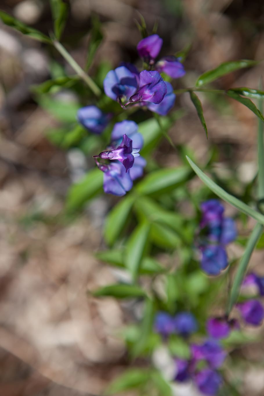 beautiful, blossom, bunch, closeup, detail, flora, floral, flores HD wallpaper