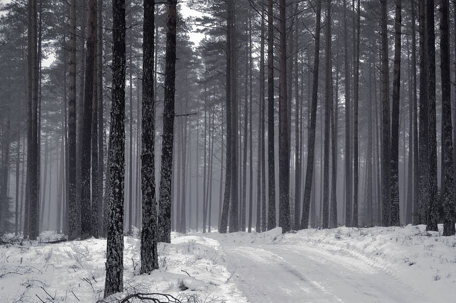 sweden, trees, forest, winter, snow, cold temperature, land HD wallpaper