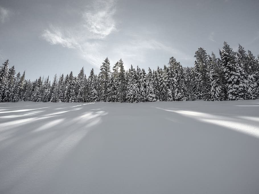 snow, winter, white, cold, weather, ice, trees, plants, nature HD wallpaper