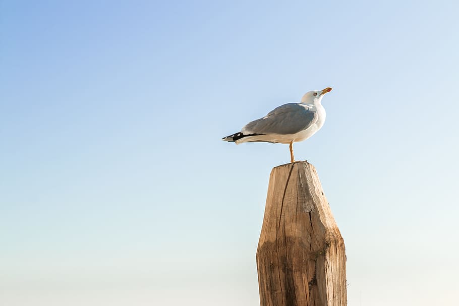 Seagull standing on wood with clear blue sky in the background, HD wallpaper