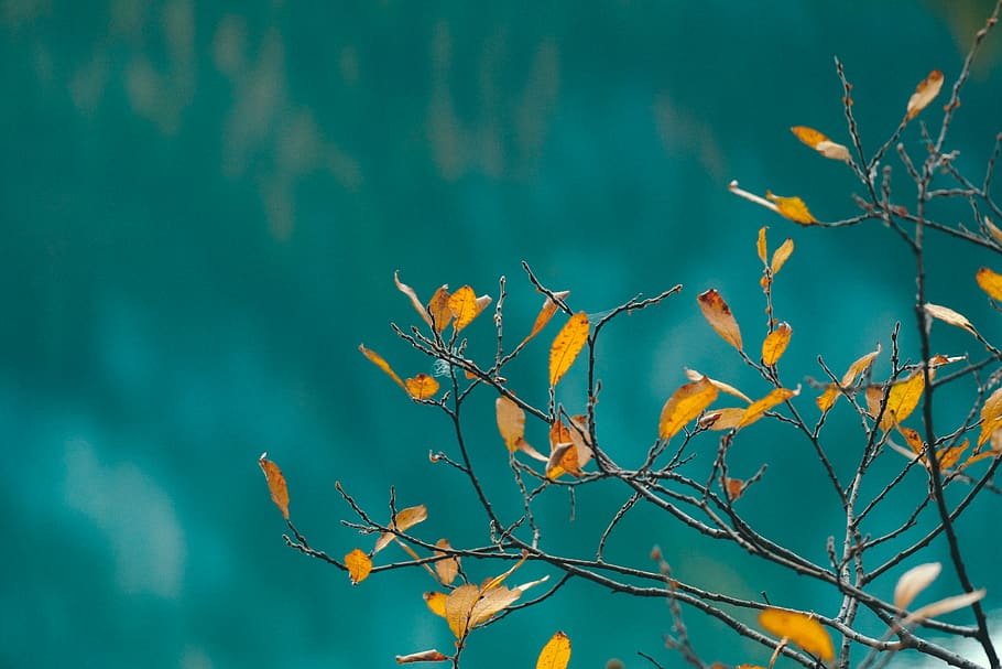 yellow-leaf tree, plant, beauty in nature, branch, growth, no people HD wallpaper