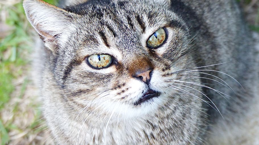 cat, animal, predator, pet, skins, nature, kitten, feline, animals HD wallpaper