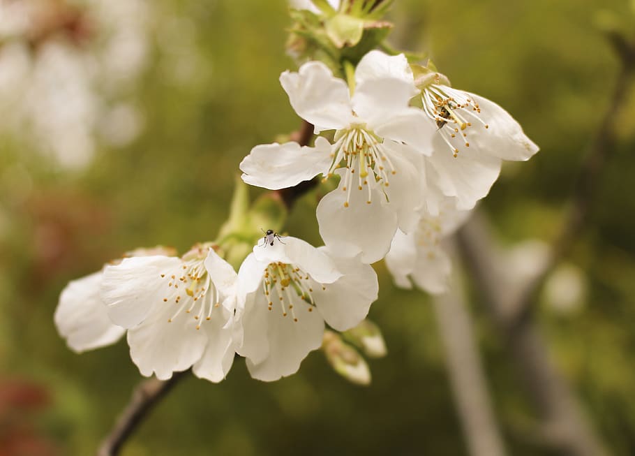 flower, spring, flowers, nature, plants, white, flora, cherry HD wallpaper