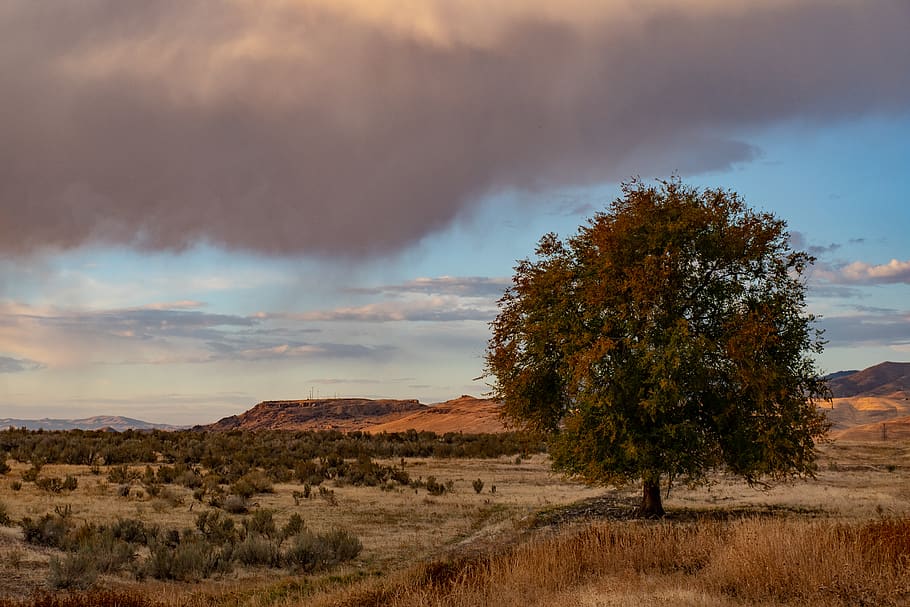 Green Tree Near Mountain, clouds, golden hour, grass, landscape HD wallpaper