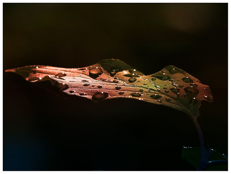 Leaf With Water Drops, close-up, dark, dew, dewdrops, macro, macro photography HD wallpaper