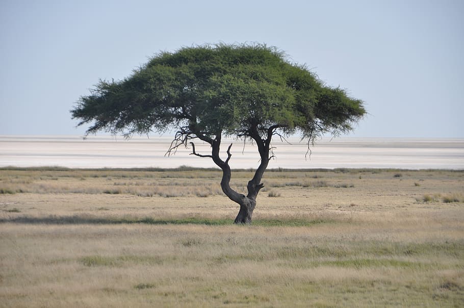 tree, etosha, salt pan, namibia, nature, savannah, plant, landscape, HD wallpaper