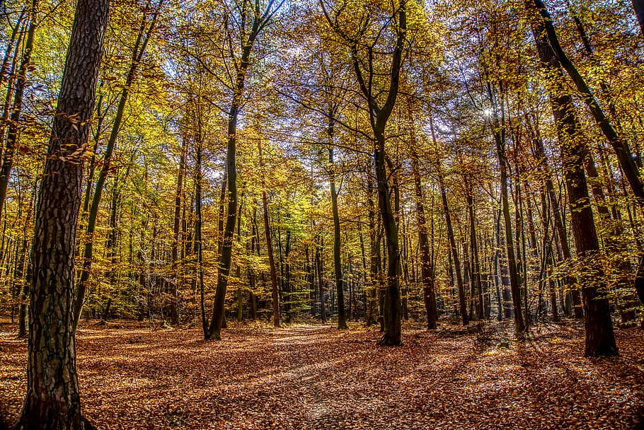 forest, trees, leaves, autumn, mood, light, landscape, nature HD wallpaper