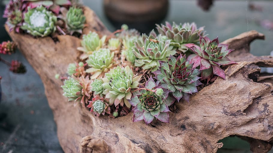 succulent plants on tree branches, jar, potted plant, vase, pottery HD wallpaper