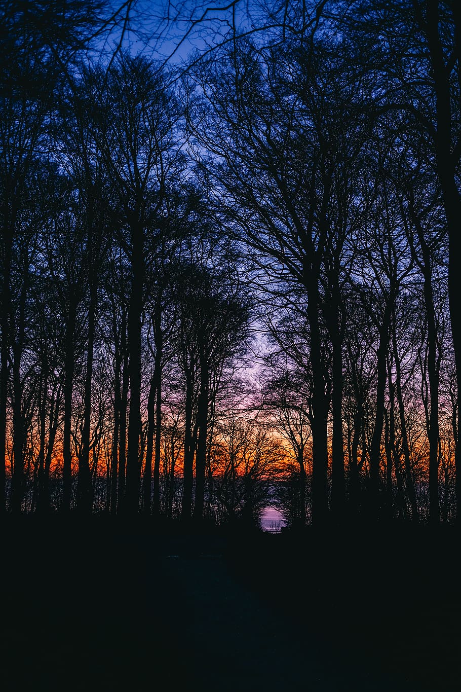 trees, forest, sea, sun, colours, sunrise, 2018, nature, winter HD wallpaper