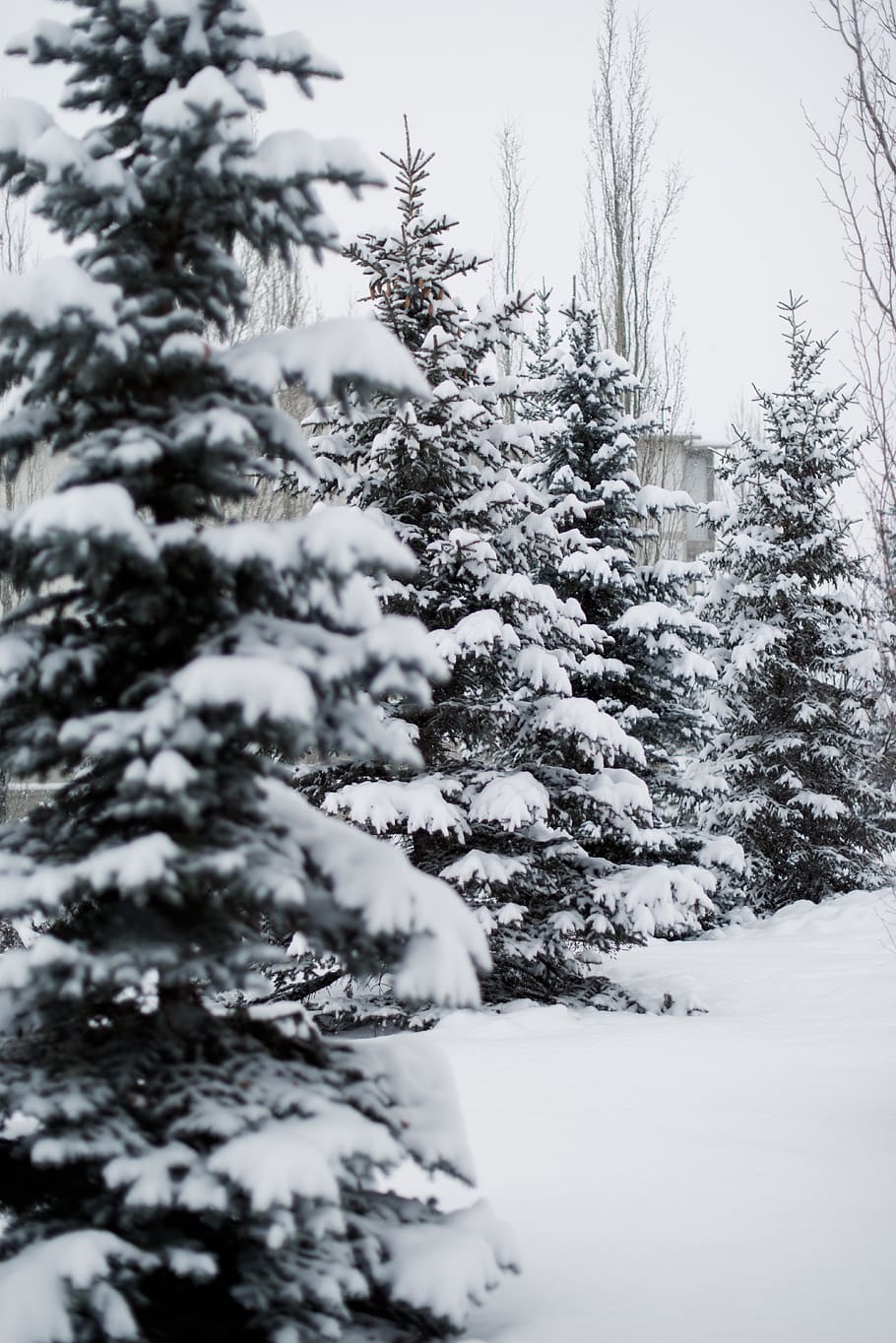 four green pine trees surrounded by snow, plant, fir, abies, conifer HD wallpaper