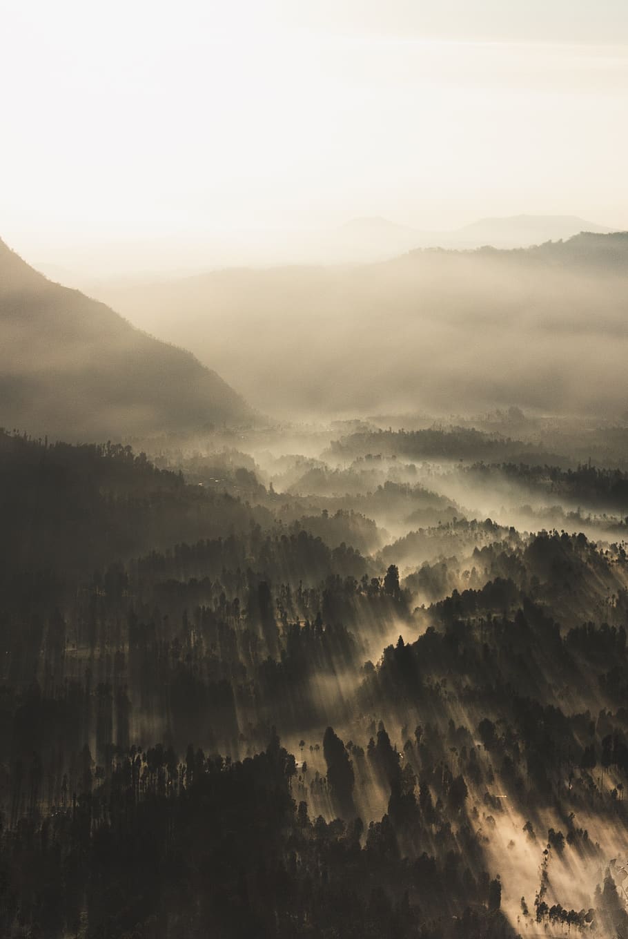 forest surrounded by fogs during daytime, beauty in nature, tranquil scene HD wallpaper