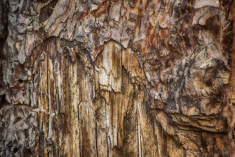 bark, tree, wood, texture, textured, full frame, backgrounds HD wallpaper