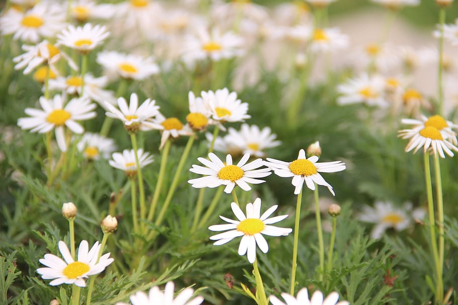 HD wallpaper: asteraceae, flower, flowers, compositae, ornamental ...