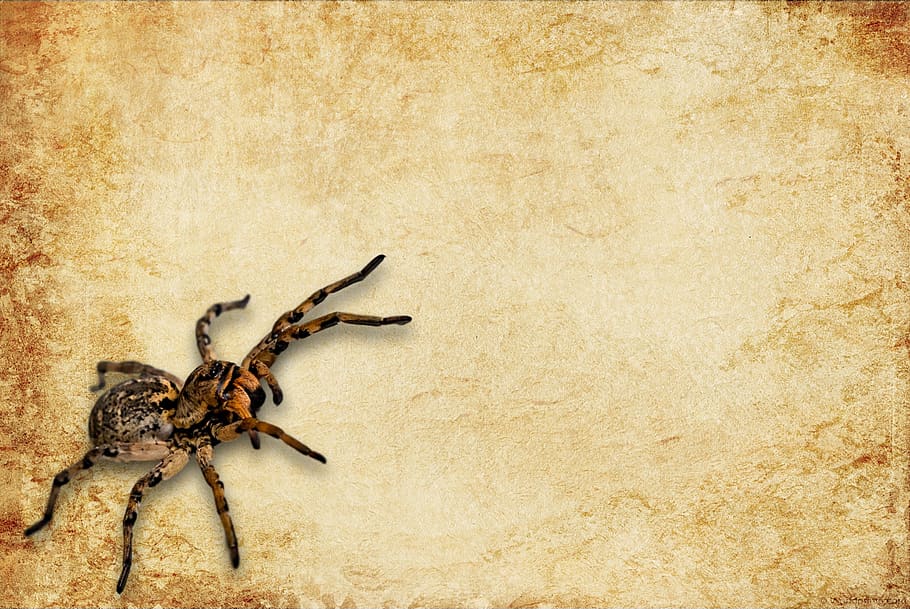 vintage, leaf, paper, spider, tarantula, animal, animal themes, HD wallpaper