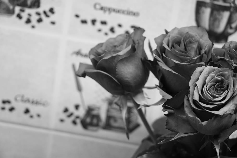 rose, brier, nicety, decor, kitchen, cozy, flower, flowery HD wallpaper