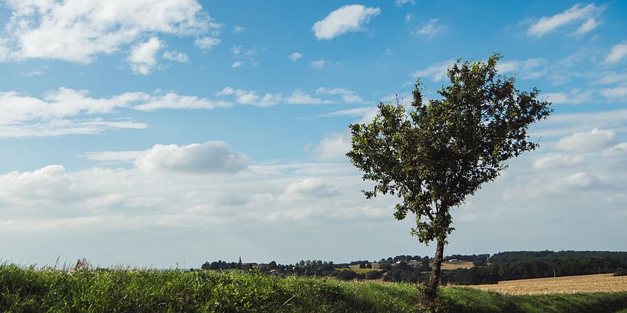 summer, sun, clouds, tree, green, farm, pasture, trees, land HD wallpaper