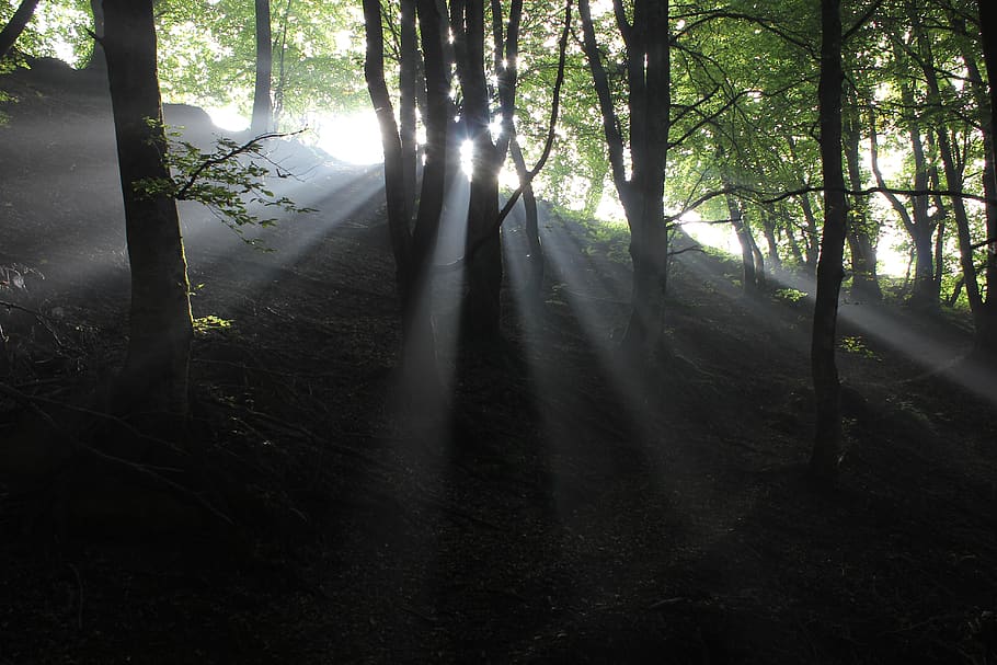 forest, lights, trees, land, plant, tree trunk, tranquility HD wallpaper