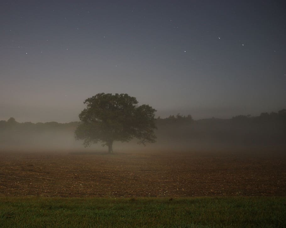 tree near mountain range, nature, weather, outdoors, fog, mist HD wallpaper