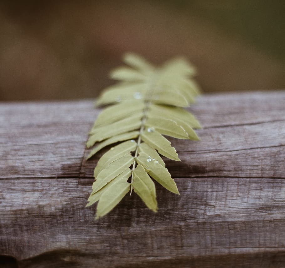 green leaf, animal, invertebrate, insect, grasshopper, plant HD wallpaper