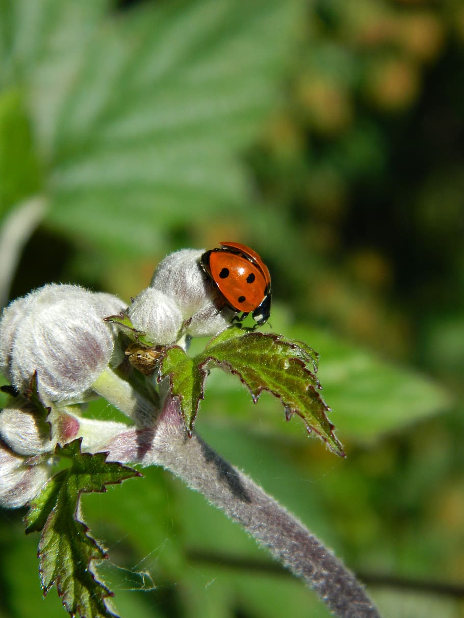 ladybug, beetle, nature, insect, ladybird, animal themes, one animal HD wallpaper