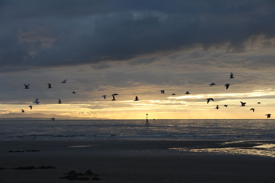 crosby, beach, liverpool, merseyside, sea, costa, birds, flock, HD wallpaper
