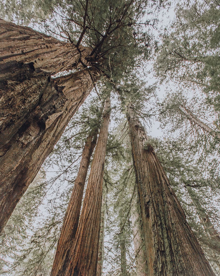 united states, redwoods national park asbs state water quality protection area, HD wallpaper